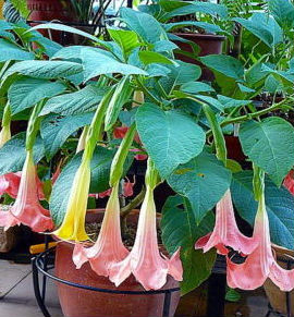 (image for) Angels Trumpet Seeds 'Mini Pink' (5 Seeds) - Click Image to Close